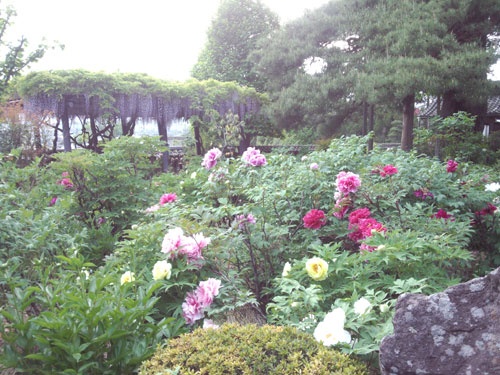 牡丹の寺として有名な玄向寺
