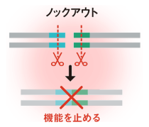 DNAの任意の位置に切れ込みを入れることで、特定の遺伝子の機能を止める