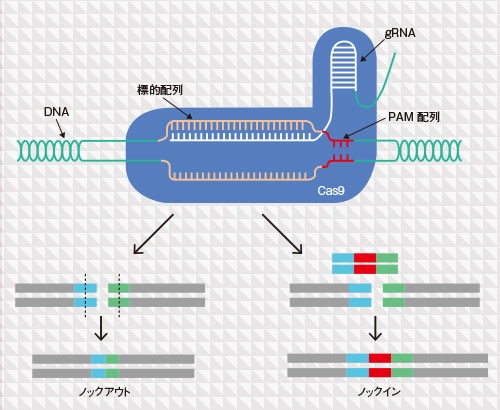 新技術5 ゲノム編集