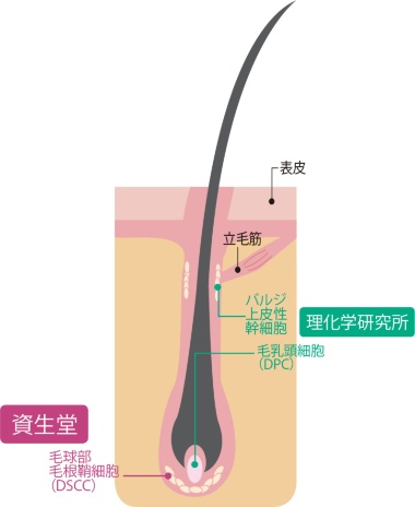 <span class="titll-b">本人の細胞を取り出し、増やして戻す</span><br />●実用化に向け研究が進む毛髪再生の仕組み
