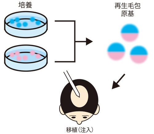 <span id="gr"><span class="titll-b col1">理化学研究所</span>2種類の細胞を凝集させて毛包の「もと」を作る</span>