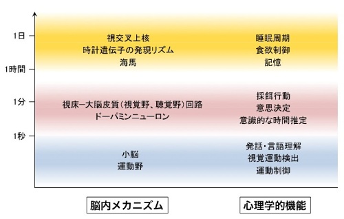ヒトの脳はどのように時間を知覚しているのか