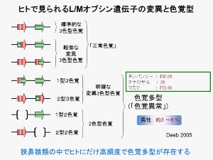 なぜ霊長類はまた3色型色覚を獲得したのか 日経ビジネス電子版 なぜ霊長類はまた3色型色覚を獲得したのか 日経ビジネス電子版