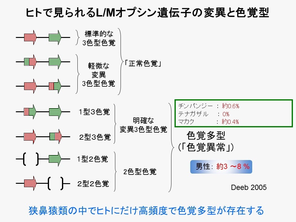 なぜ霊長類はまた3色型色覚を獲得したのか