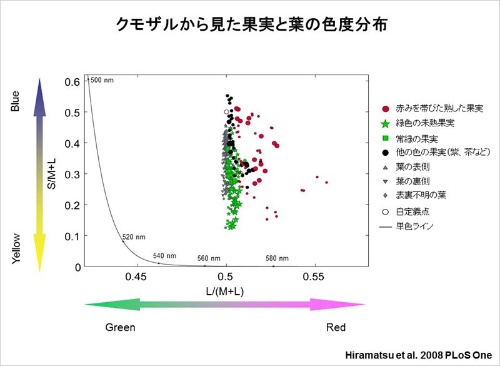 3色型のクモザルでは葉と果実がはっきりと区別されて見えることが明らかになった。（画像提供：河村正二）(Hiramatsu, C., Melin, A.D., Aureli, F., Schaffner, C.M., Vorobyev, M., Matsumoto, Y., & Kawamura, S. (2008). Importance of achromatic contrast in short-range fruit foraging of primates. PLoS ONE, 3 (10), e3356のFigure 4を改変)