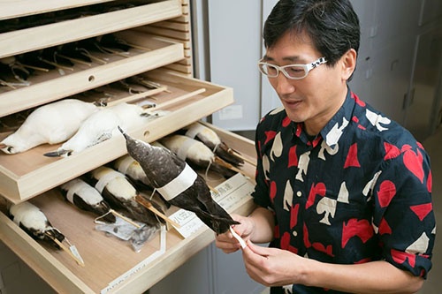 手にしているのは、川上さんらが2018年1月に発表した論文で小笠原の固有種であることを証明した小型のミズナギドリ(Puffinus bannermani)。それまでは別の鳥の亜種とされていたこともあり、正式な和名はまだ決まっていない。