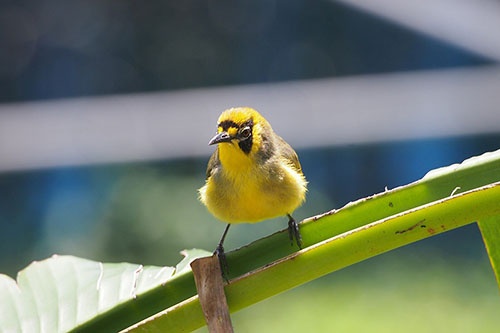 小笠原の固有種メグロ。「鳥類学者川上和人」の出発点となった鳥だ。(写真提供:川上和人)