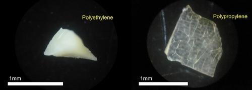 カタクチイワシの消化管の中から見つかったマイクロプラスチック片。左がポリエチレンで、右がポリプロピレン。マイクロプラスチックは8割の魚から出てきた。（写真提供：高田秀重）