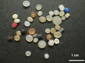 レジンペレット。通常は直径数ミリの円筒形か円盤形で、一般的なプラスチックゴミの破片があるところには、ほぼ100％ペレットが存在する。（画像提供：高田秀重）