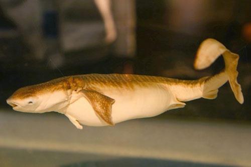 台湾で発見されたジンベエザメの胎仔（たいし）の標本。沖縄美ら海水族館「サメ博士の部屋」で展示されている。現在、数体しか残っていないうちの貴重な1匹だ。
