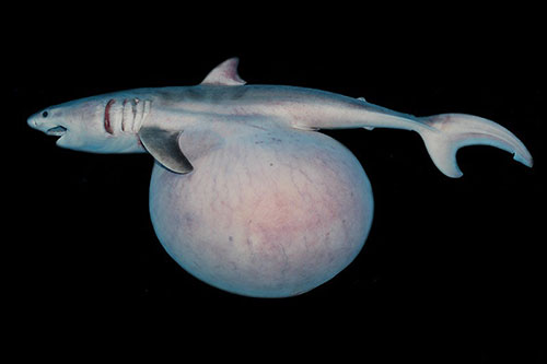 共食いも胎盤も サメは 繁殖様式のデパート 2ページ目 日経ビジネス電子版