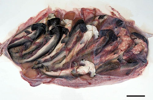 シュモクザメの子宮の中の状態を記録した大変貴重な写真。成体と比べると、1匹1匹の子どもの顔つきはやはりかわいらしい。（写真提供：佐藤圭一）