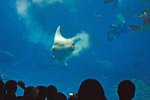 沖縄美ら海水族館の出産直後のマンタ。本当に白い!(写真提供:佐藤圭一)