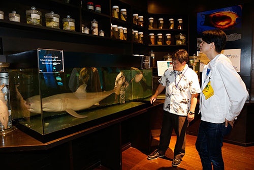 沖縄美ら海水族館「サメ博士の部屋」にあるホホジロザメの胎仔の標本。生まれてくるときにすでに130センチという巨大さ！