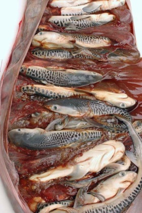 イタチザメは子どもにスープを与えていることが佐藤さんたちの研究によって今年明らかになった。イタチザメの子宮の中の様子を示す、これも貴重な1枚。