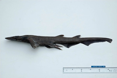 ナガヘラザメ。あまり知られていないヘラザメだが、サメの中で一番種類が多いグループだ。（写真提供：佐藤圭一）