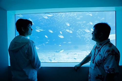 生きたサメを研究できるのは水族館という環境が整っているからこそ。