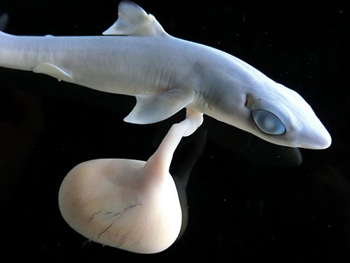 これが胎仔。ツノザメは卵黄依存型胎生で、発生初期には外卵黄嚢をもつ。（写真提供：佐藤圭一）