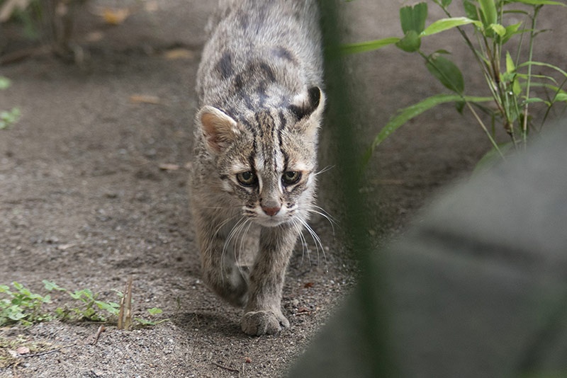 絶滅危惧種の 野生復帰 とはどんな取り組みか 日経ビジネス電子版