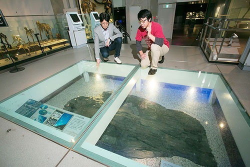 国立科学博物館にある巨大魚竜ショニサウルスの化石の前で。この化石は真鍋真さんがカナダでロイヤル・ティレル博物館の研究者と共同で発掘したもので、発掘中の写真が解説に添えられている。化石は頭部のみでこのサイズ。（撮影協力：国立科学博物館）