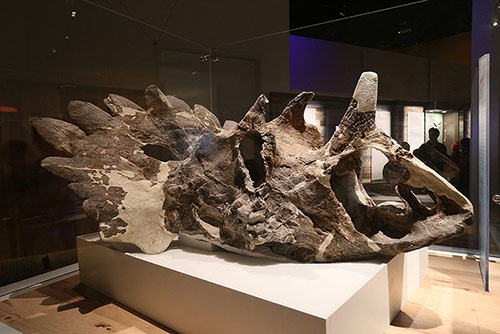 角竜の展示のひとつであるレガリケラトプスの頭骨。(参考「新種の恐竜レガリケラトプス発見、飾りはレトロ」)(写真提供:川端裕人)