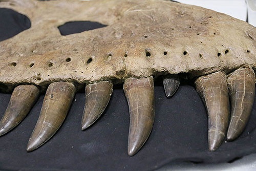 これがその頭骨の化石。7000万年前に生きていたものとは思えない保存状態だ。（写真提供：川端裕人）