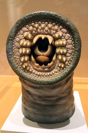 ヤツメウナギの口の模型。魚のような顎はない。(2016年科博特別展「海のハンター展」の展示より)(写真:ナショナル ジオグラフィック)