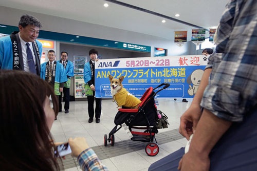 「ワンワンフライト in 北海道」で無事に釧路空港に到着し、記念撮影をするイヌ(写真:太田 潔、ほかも同じ)