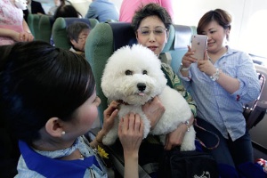 愛犬と一緒に乗れる ワンワンフライト 日経ビジネス電子版