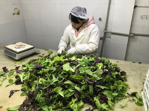 茎が折れていたり、変色したりしているベビーリーフをはじく作業(上海市奉賢区)