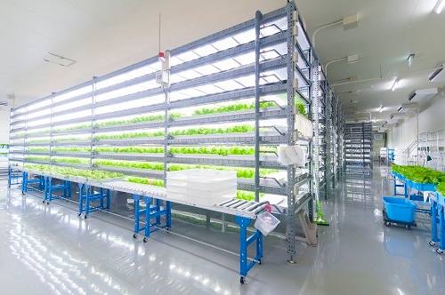千葉県横芝光町にあるエージーピーの植物工場(写真提供:エージーピー)