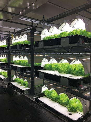 植物工場を複数建設する企業が登場した(秋田県大館市にあるバイテックの工場)