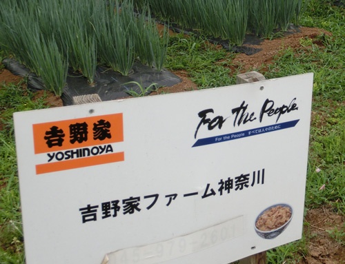 すでに生産をやめた吉野家ファーム神奈川の畑(横浜市)