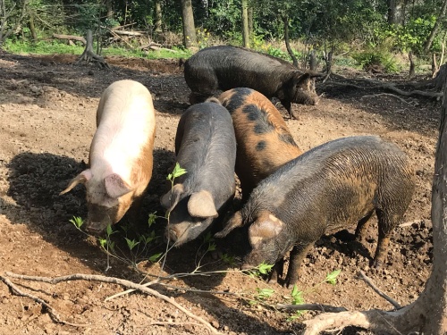 豚が荒れ地を開墾するえこふぁーむの放牧場(鹿児島県肝付町)