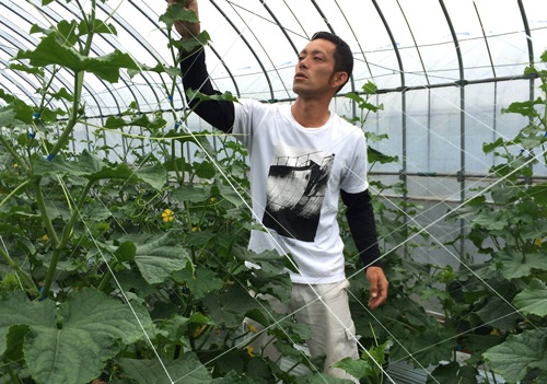 キュウリの盛期を迎えた上田芳樹さんの栽培ハウス。(京都府久御山町)