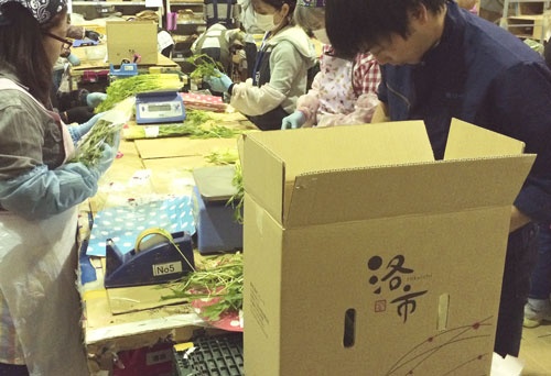 洛市の野菜の調整・出荷の様子(京都市)
