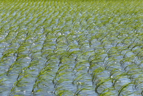 田植えが終わった田んぼで、苗が風にそよぐ(秋田県横手市、浅舞酒造のホームページより)