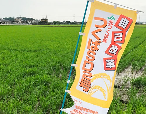 JA北つくばが増産を目指す「つくばSD2号」(茨城県筑西市)