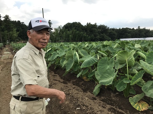 吉沢さんが「技術の集大成だ」と話すサトイモ畑(埼玉県川越市)