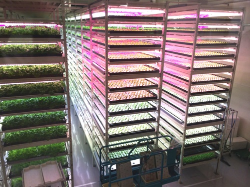 LEDの光が美しく照らすMIRAIの植物工場(千葉県柏市)