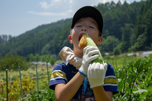 JTBの収穫イベント。畑で食べるトウモロコシのおいしさは格別(山梨県北杜市、写真提供:JTB)