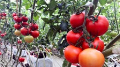 トマト栽培を10年で黒字化、カゴメの未来工場