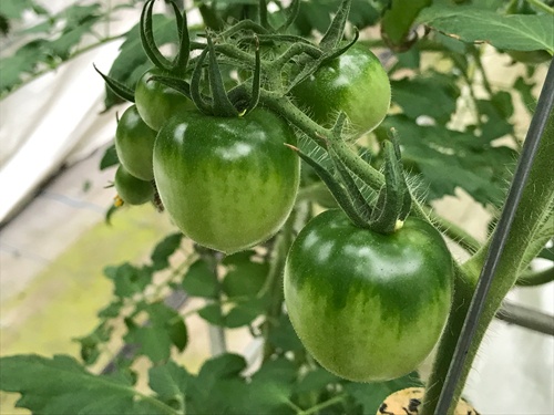 上の部分の緑が濃いトマトほどおいしくなるという（西東京市）