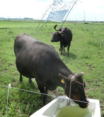 放牧は効率的な農地利用の1つ(茨城県常総市)