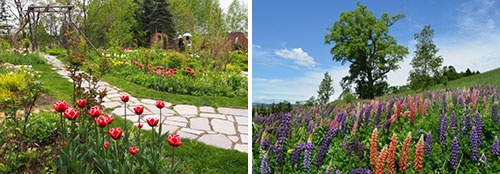 2001年旭川市に開園した「上野ファーム」（左）。マザーガーデンなどコンセプトの異なる9つの庭を有す。（右）裏にある射的山からは上川平野が一望、6月中旬頃にはルピナスが咲く(右画像提供=北海道ガーデン街道)