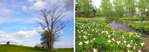 六花亭のメセナ活動により2007年中札内村に開園した「六花の森」。（左） 丘の上のモニュメント「考える人（ロダンから）」彫刻家、坂東優作（右） 「十勝六花」オオバナノエンレイソウの白い花と蝦夷立金花の黄色い花
