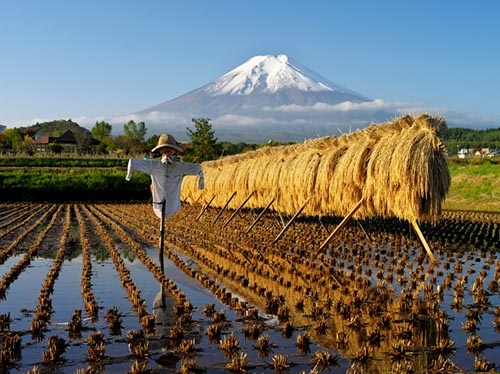 日本政府は、農業部門において大胆な目標を掲げている。農産物生産量を2013年の5千万トンから2025年までに5千4百万トンに大幅に増やし、増加分のほとんどを輸出に回す方針だという。目標達成の具体策を見極めるために、マッキンゼーは日本の農業部門に関連するトレンドについて調査を実施した。(写真:PIXTA)