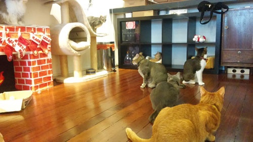 シンガポールに、2015年1月にオープンした「猫の博物館」では、猫が放し飼いにされ、触れ合いも楽しめる