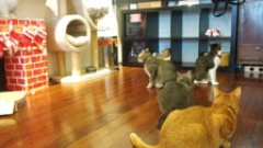 カフェ、博物館、アプリ…アジアで空前の猫ブーム