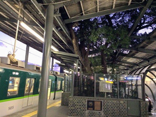 萱島駅では、地上からクスノキの大木がホームを貫いて生えている。